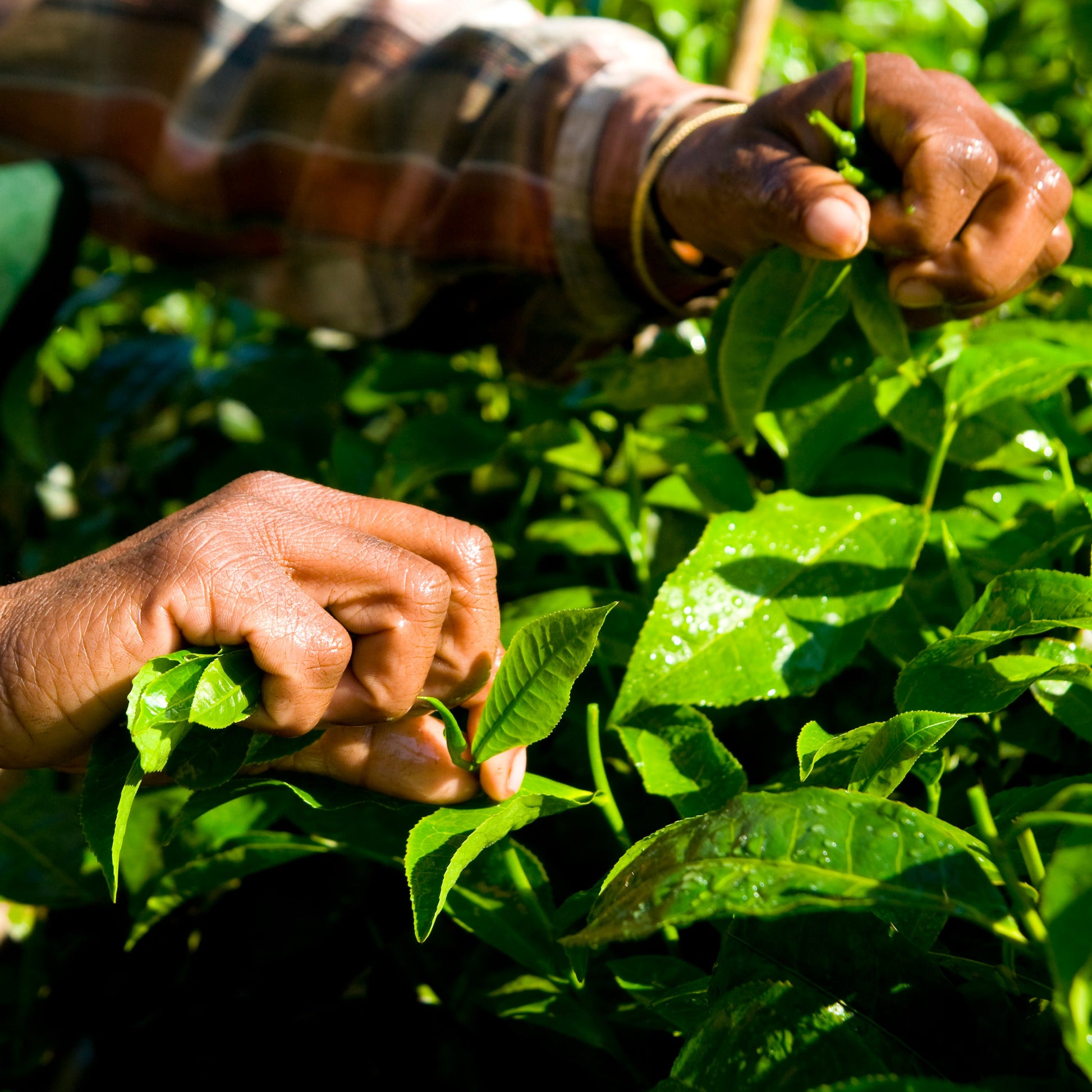Person picking tea leaves in India