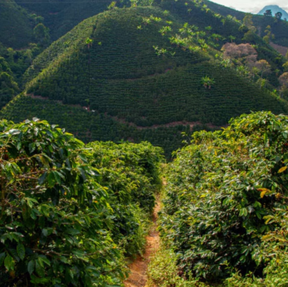 Coffee plantation with green coffee trees on a hilly landscape