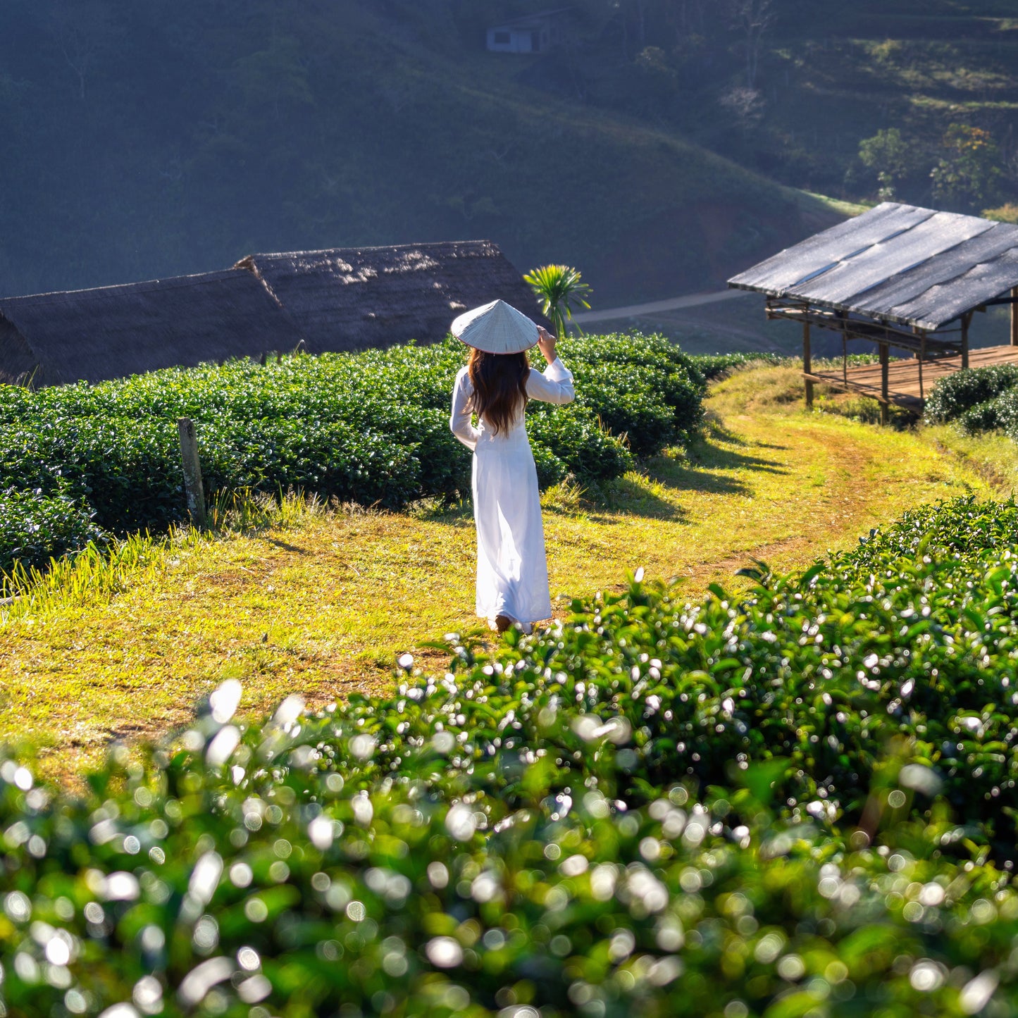 Woman in a white dress and hat standing in a tea field with wooden sheds in the background.