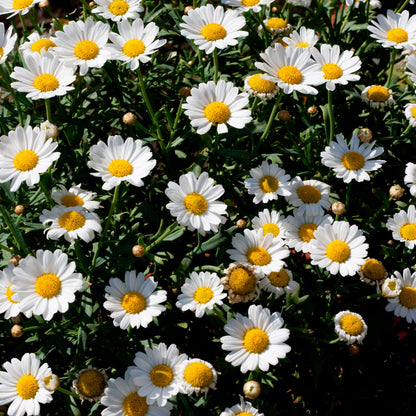 Close-up of white flowers with yellow centers on a dark background