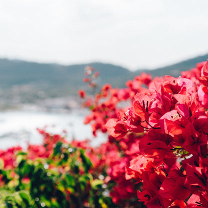 Red flowers with a blurred background of water and mountains